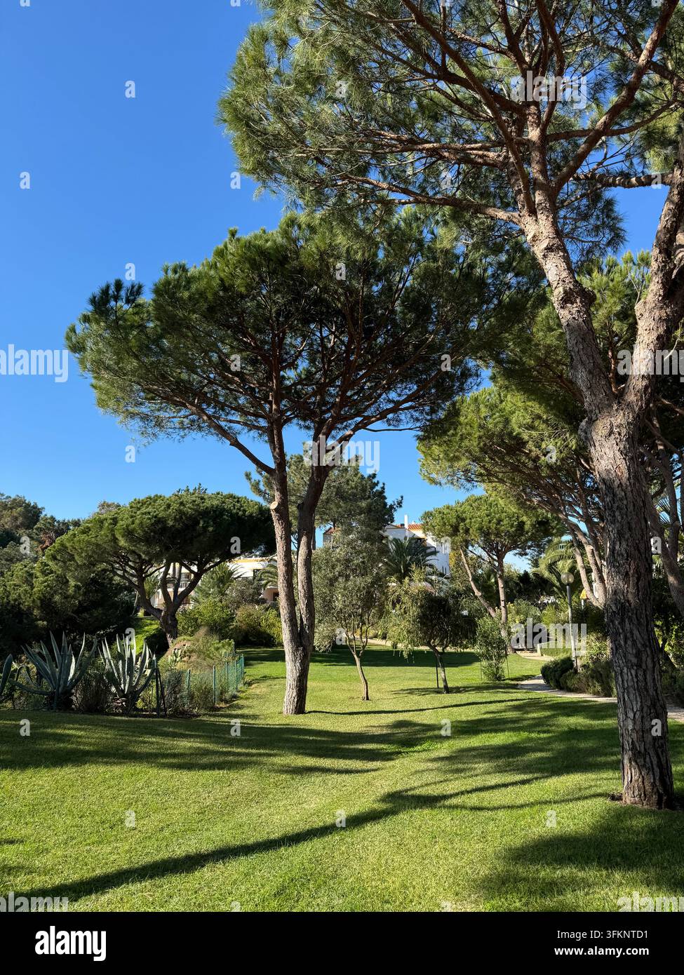 Mature umbrella pine trees, Pinus pinea, growing in a landscaped garden with green lawn in Algarve, Portugal, in February. - Smartphone Captured Stock Image