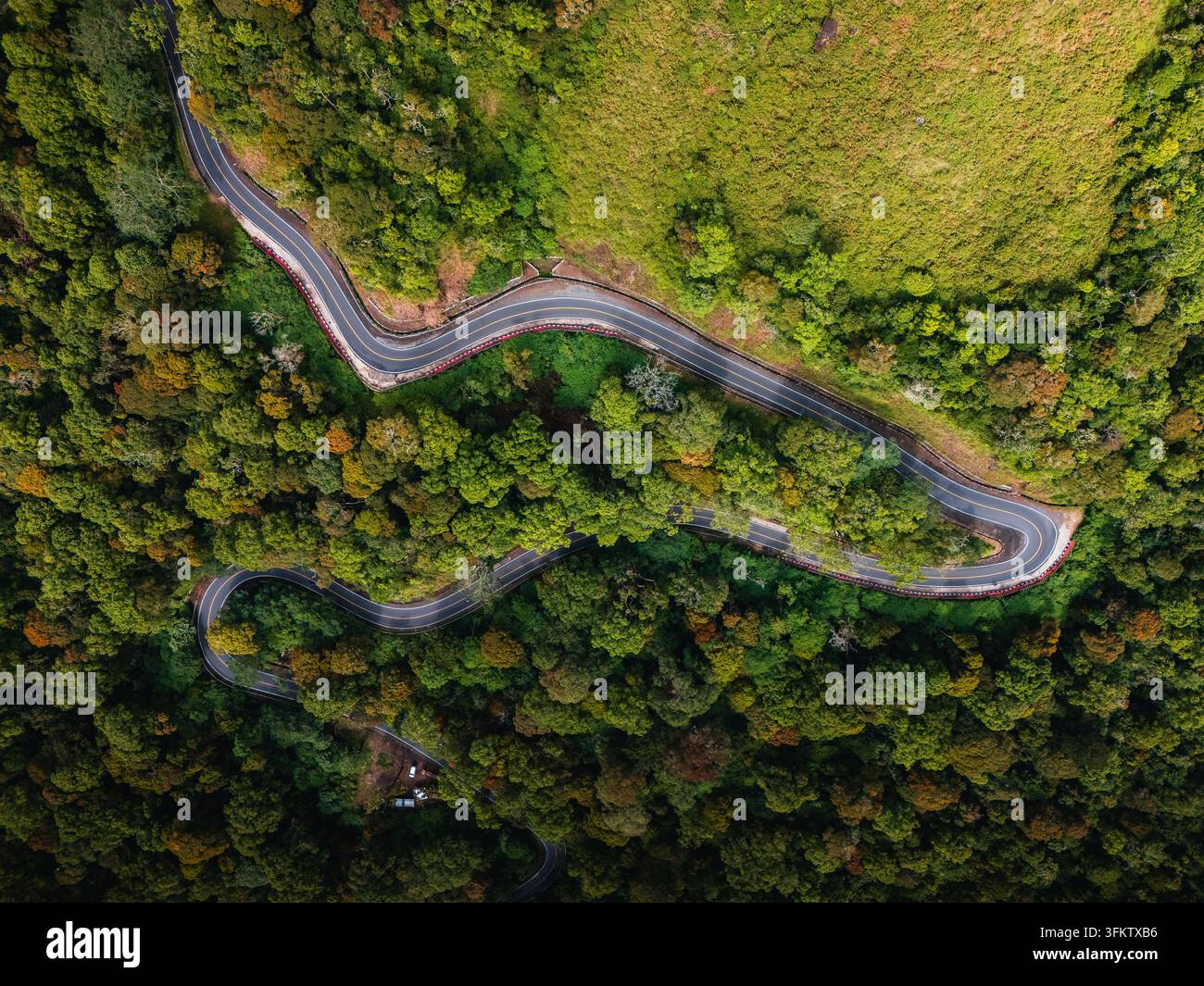 Aerial view of a winding road cutting through the lush green forest of ...