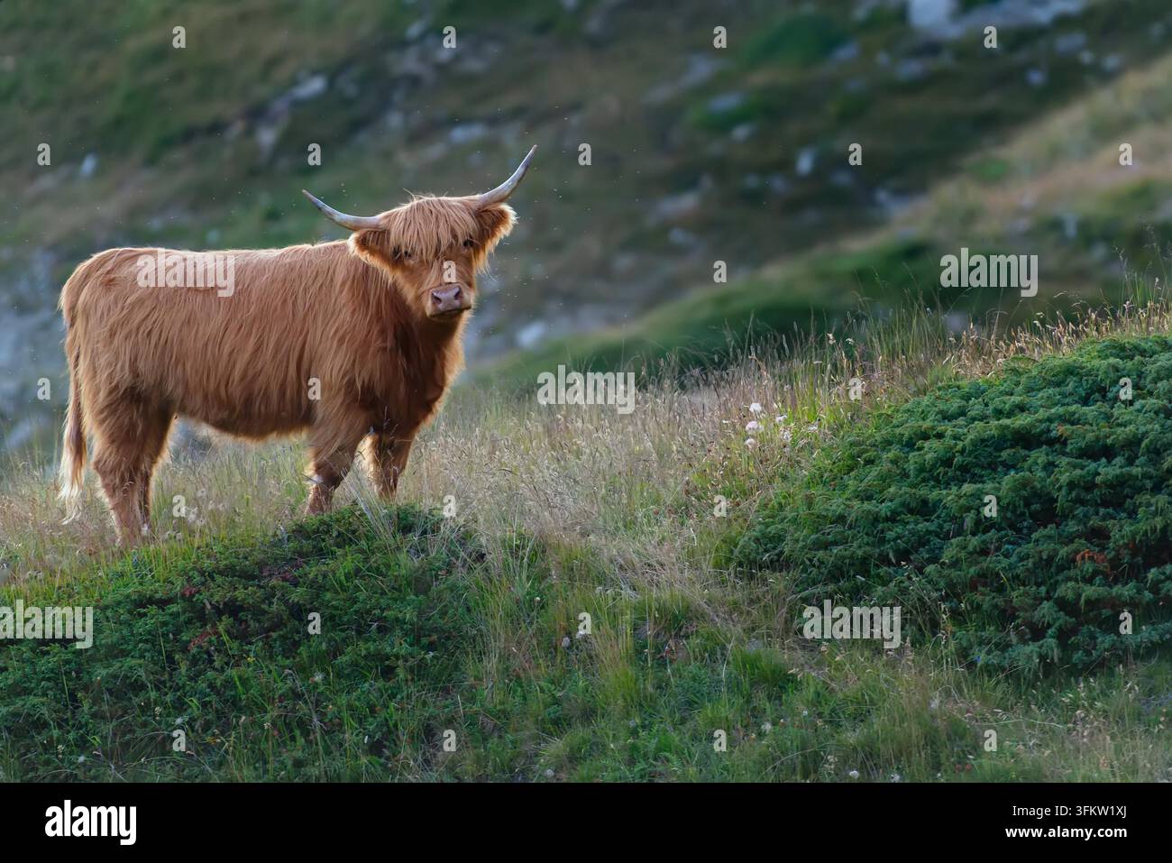 Highlander - Scottish cow in the meadow Stock Photo - Alamy