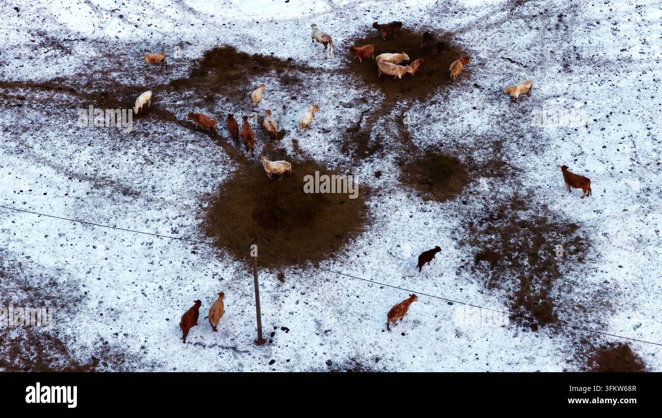 Aerial view of a herd of cows grazing on hay in a snow-covered field in ...