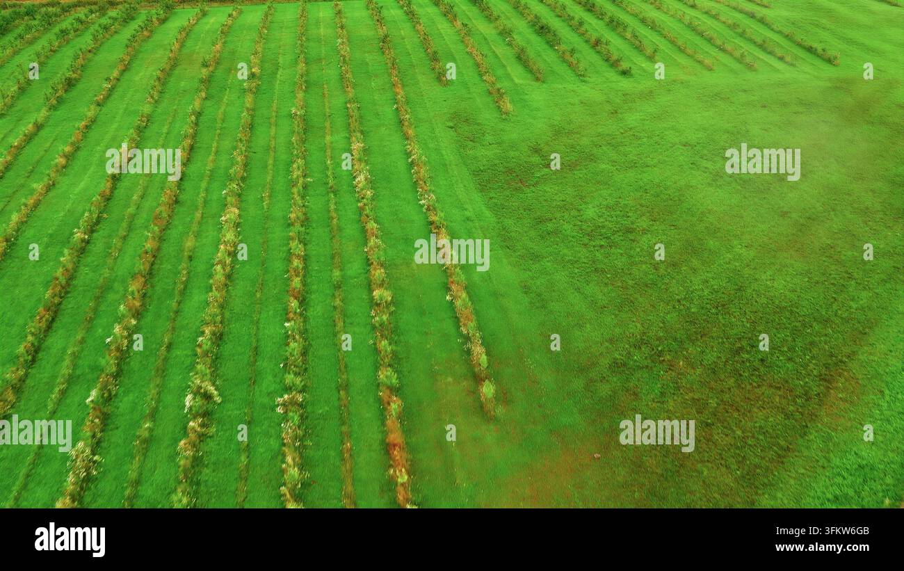 Aerial view of a lush green agricultural field with neat rows of young ...