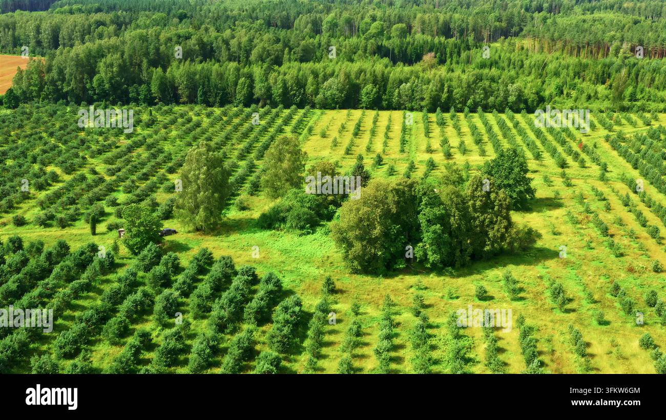 Aerial view of a lush green orchard with rows of young trees and a ...