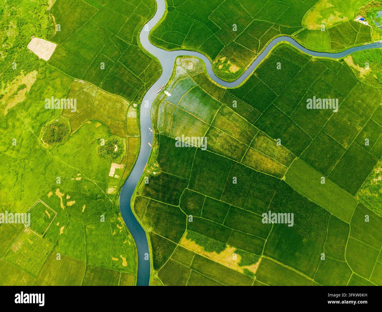 Save River Rice Aerial view of vibrant green rice paddies and agricultural fields ...