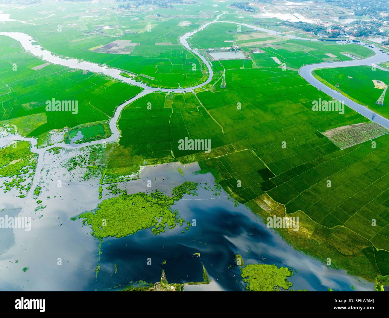 Save River Rice Aerial view of vibrant green rice paddies and winding river channels in ...