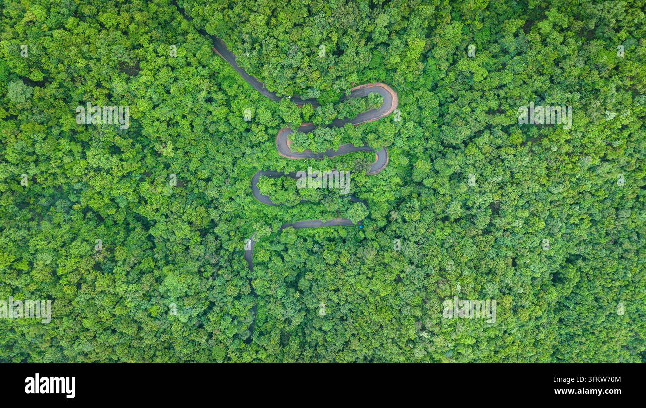 Aerial view of a zigzag road winding through a dense green forest in ...