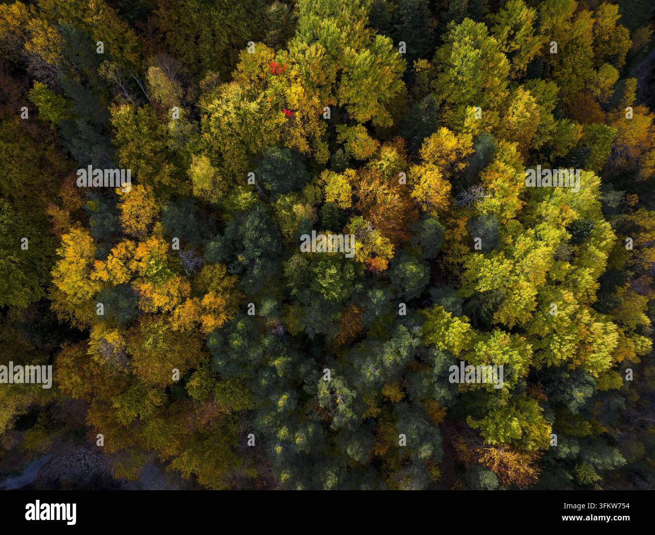 Aerial view of the Pyrenees mountains featuring a dense forest with ...