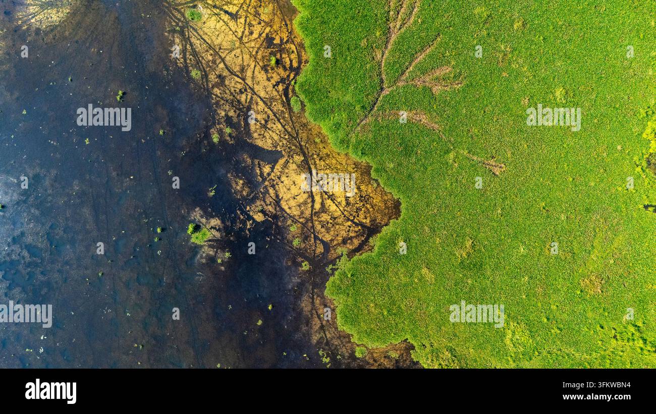 Aerial view of Lake Rawa Pening with vibrant green water hyacinth mats ...