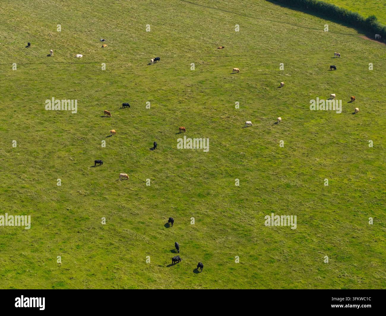 Aerial view of a green pasture with cows grazing in Lisburn, Northern ...