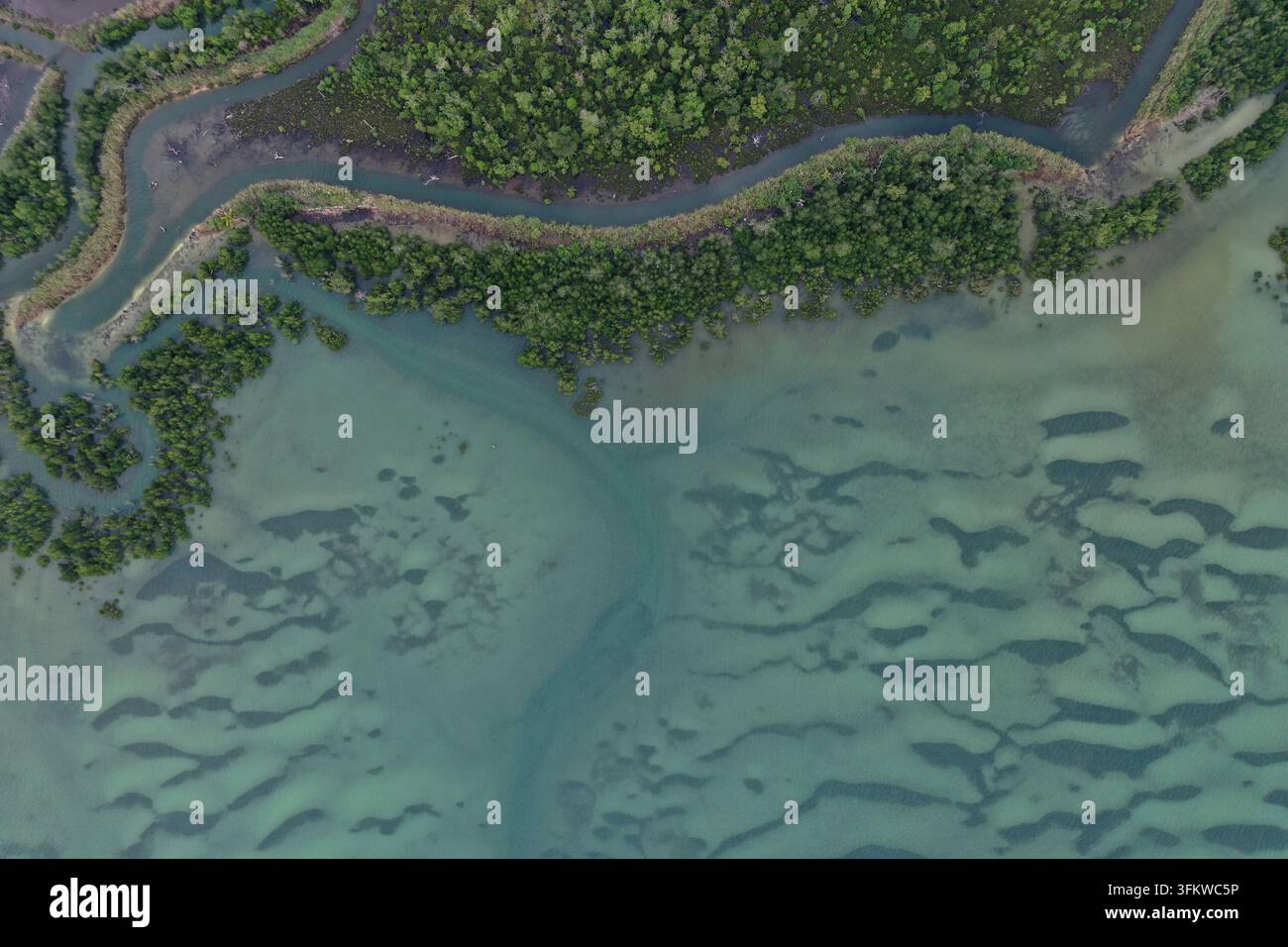 Aerial view of a winding river flowing through a lush mangrove forest ...