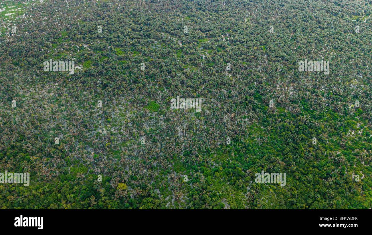 Aerial view of a dense forest canopy with varying shades of green and ...