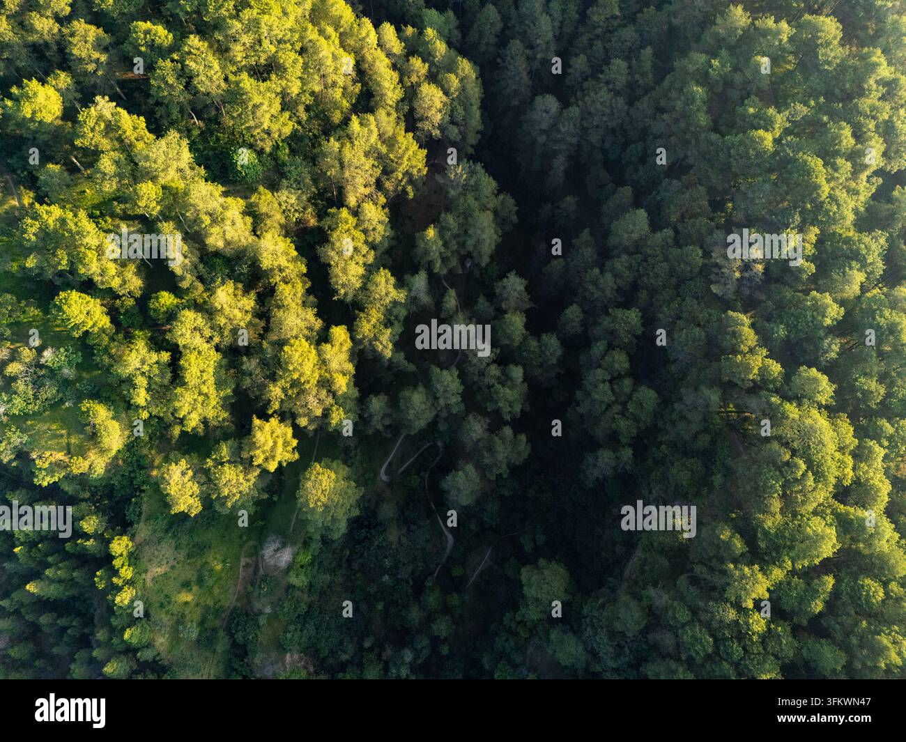 Aerial view of a dense forest with a winding path cutting through the ...