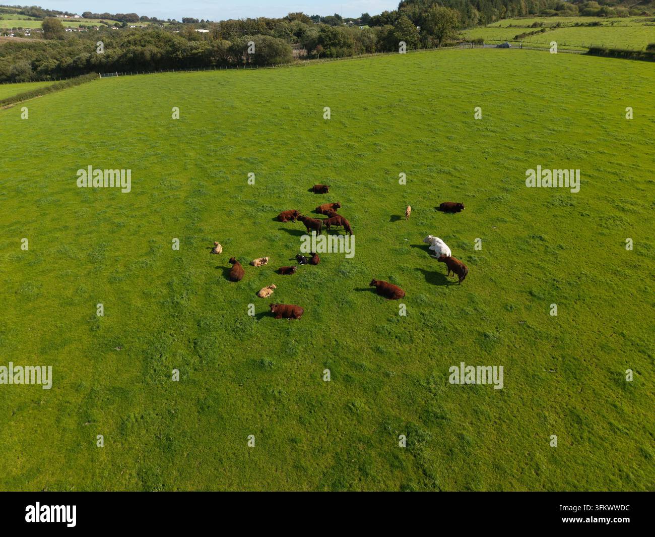 Aerial view of a herd of cattle grazing and resting in a lush green ...