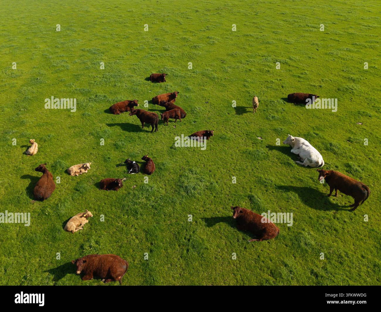 Aerial view of a herd of brown and white cows grazing in a lush green ...