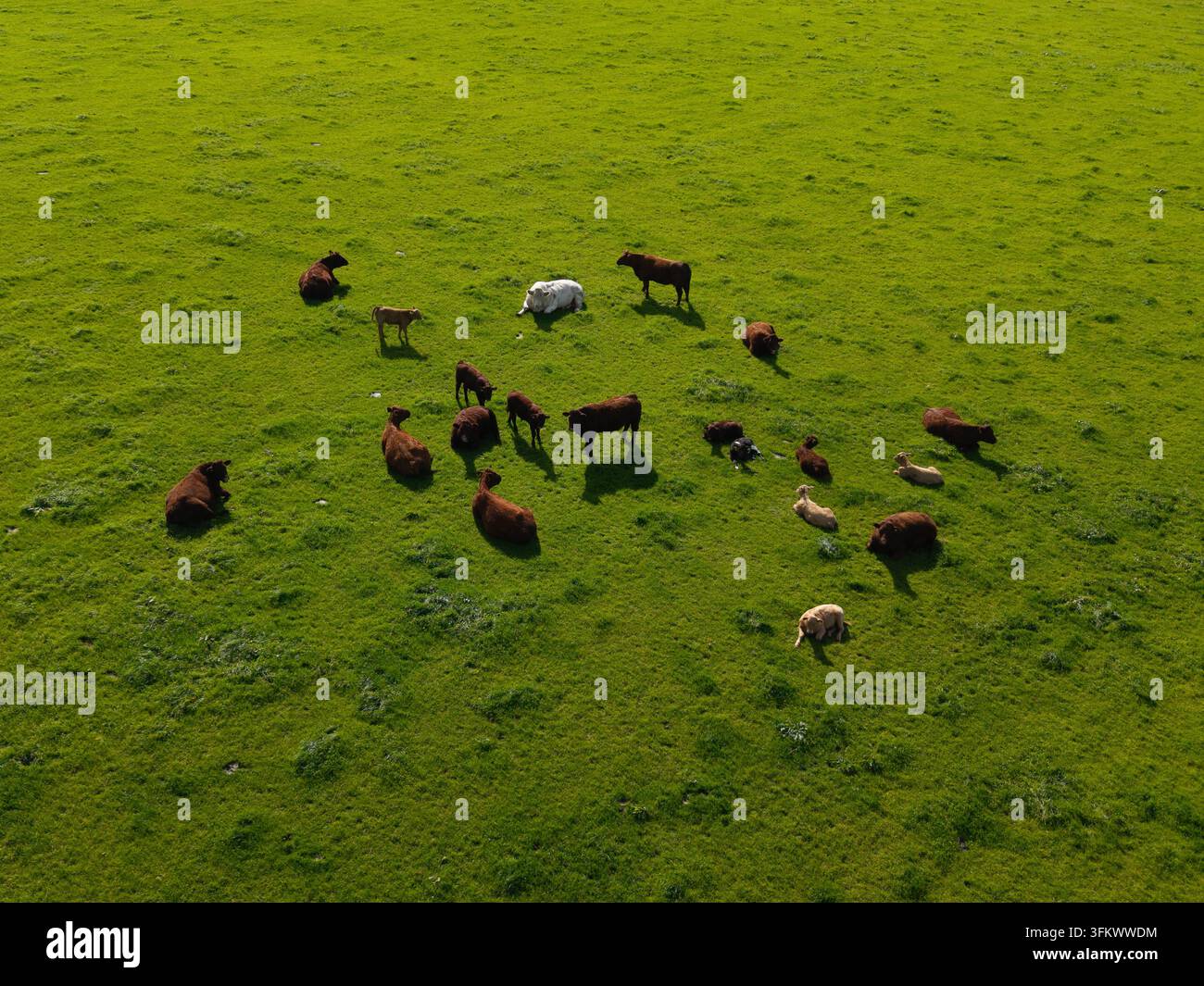 Aerial view of a herd of cows grazing in a lush green pasture in the ...