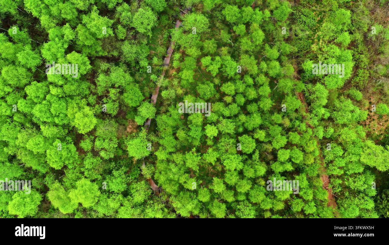 Aerial view of a lush green forest with a narrow stream winding through ...