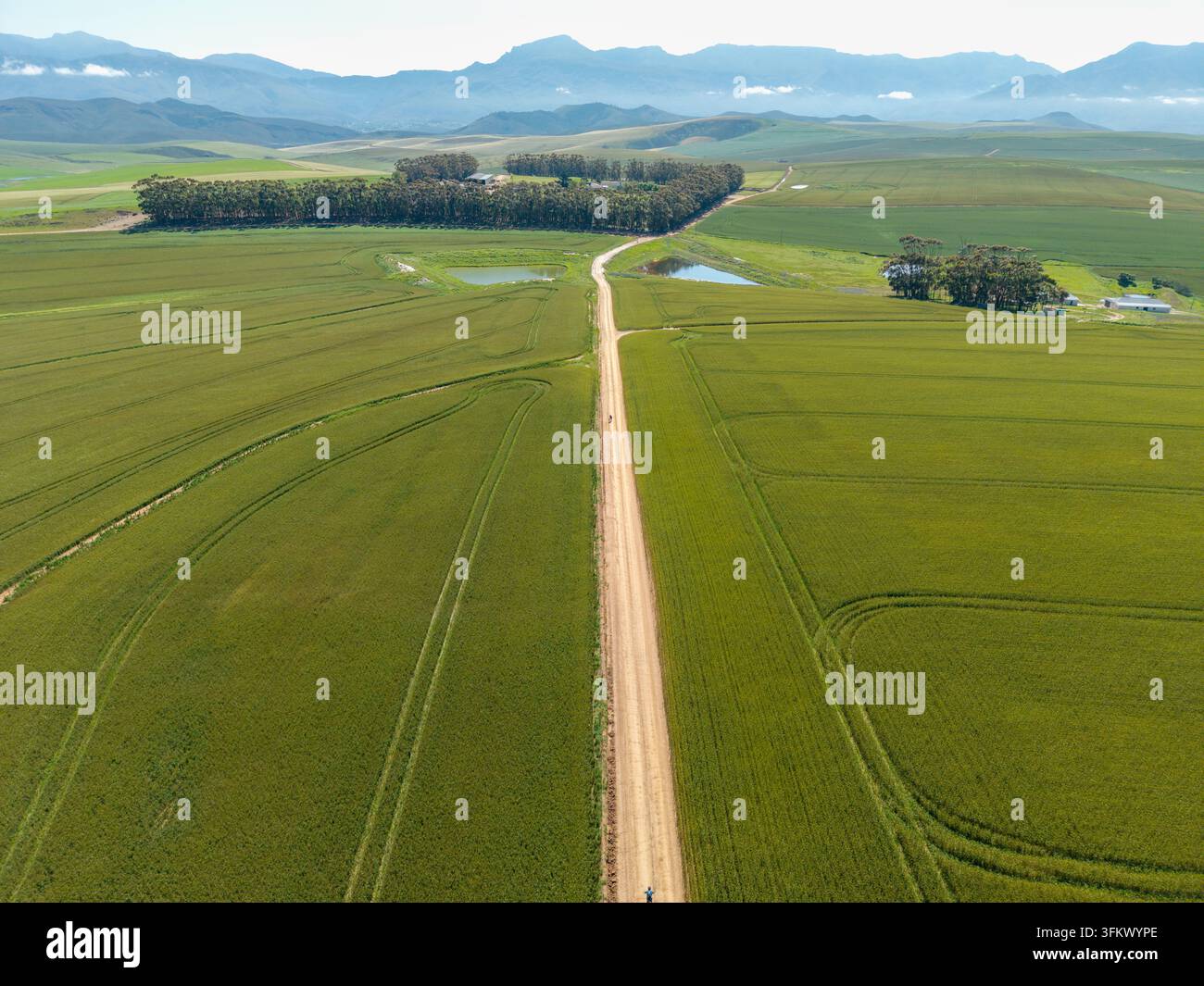 Aerial view of a dirt road cutting through lush green agricultural ...
