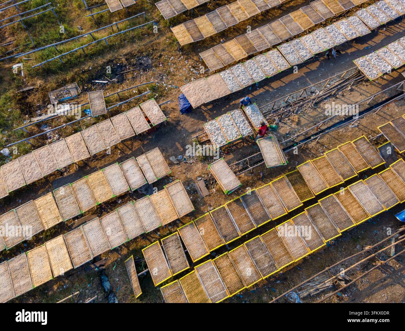 Aerial view of workers drying jellyfish and fish on bamboo racks in a ...