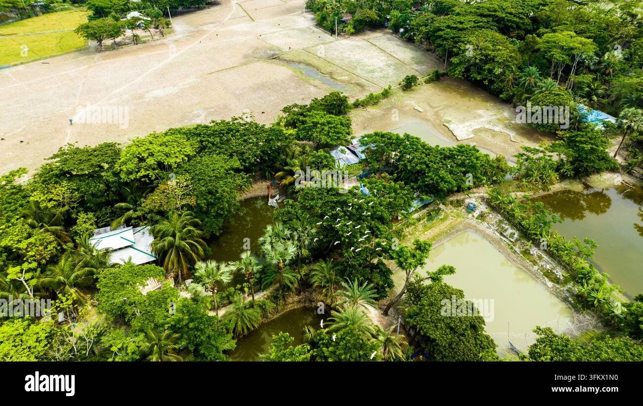 Aerial view of lush green trees, palm trees, and agricultural fields ...