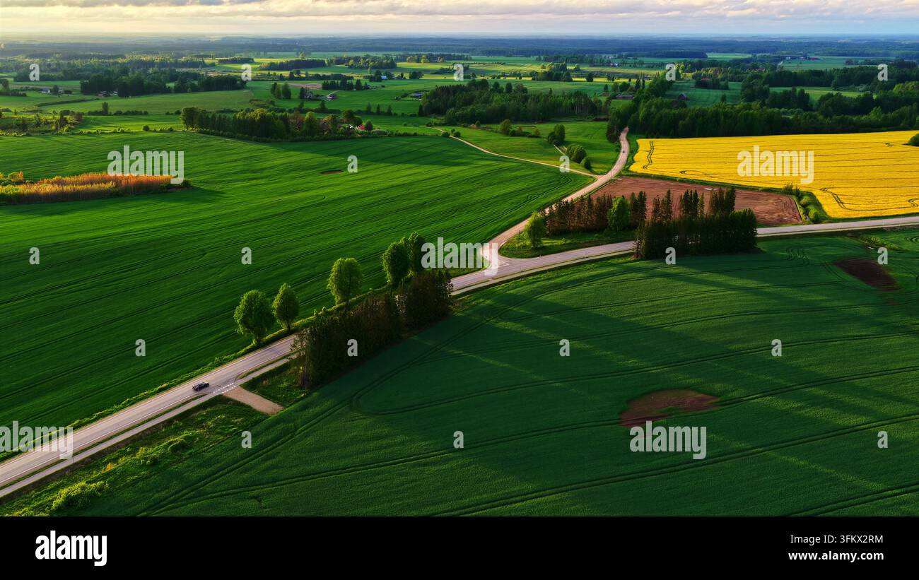 Aerial view of lush green agricultural fields, a winding road, rows of ...
