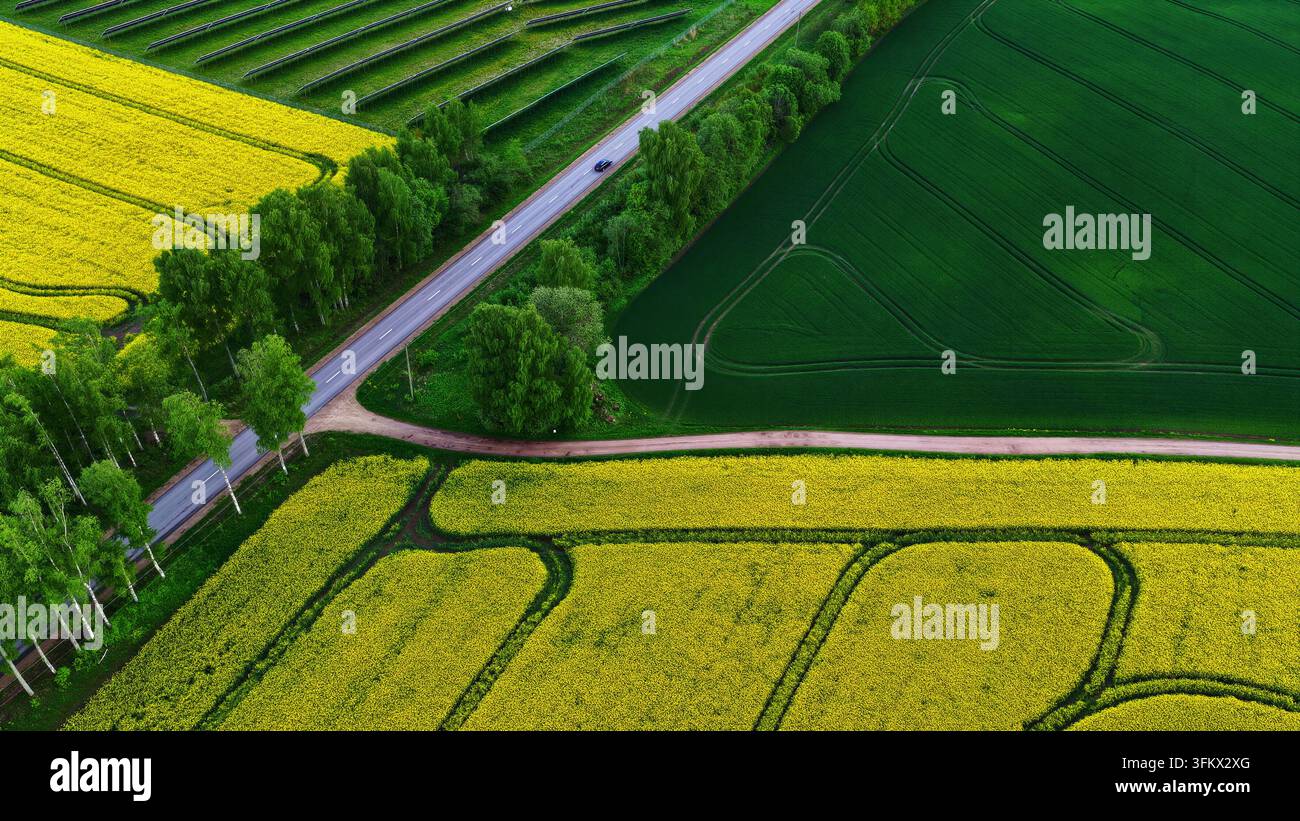Aerial view of vibrant yellow rapeseed fields and lush green ...