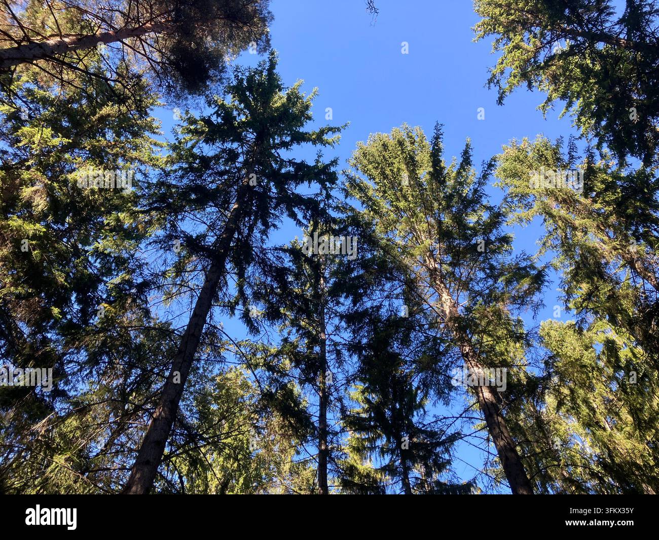 Looking Up Through Pine Trees Into a Blue Sky Stock Photo