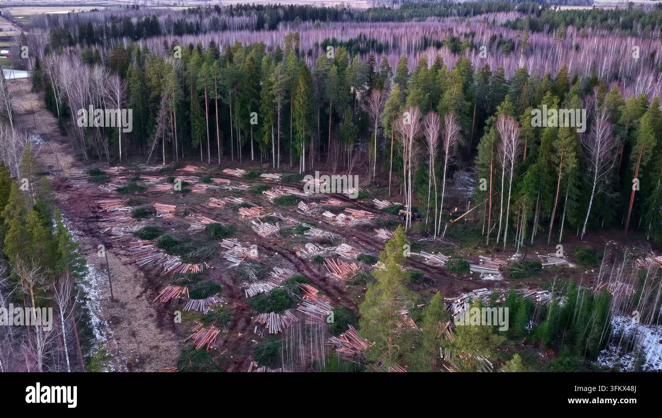 Aerial view of a forest clearing with stacks of freshly cut timber and ...