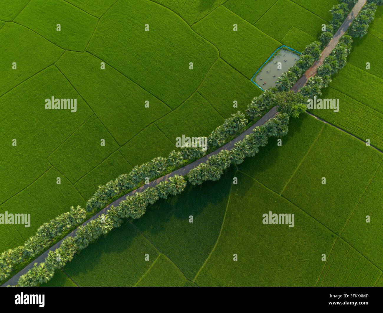 Small Rice Pack Aerial view of lush green rice fields divided by a tree-lined road with ...