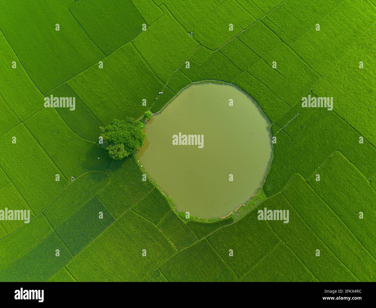 Small Rice Pack Aerial view of a circular pond surrounded by vibrant green rice fields ...