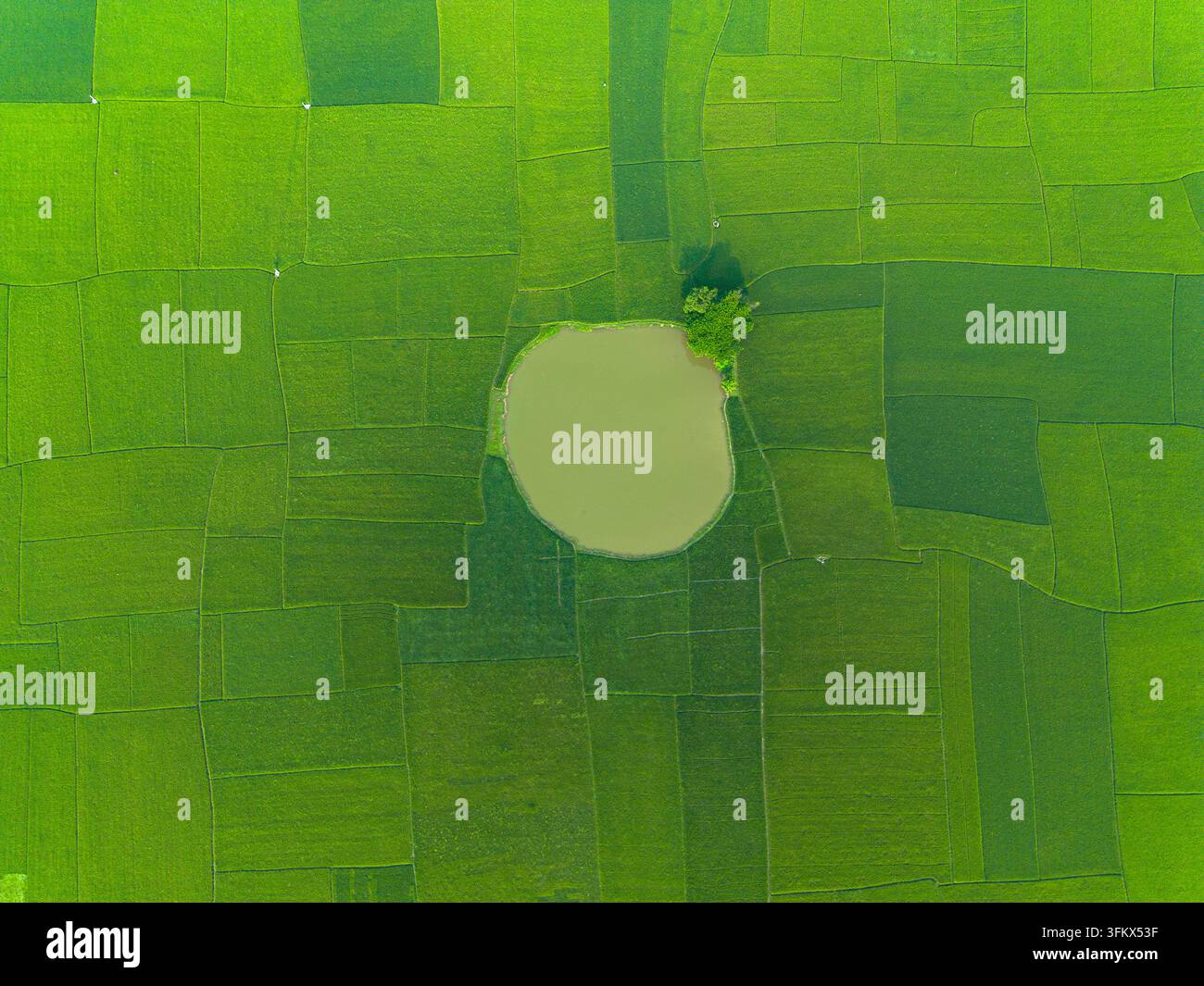 Small Rice Pack Aerial view of a vibrant green rice paddy field with a circular pond ...