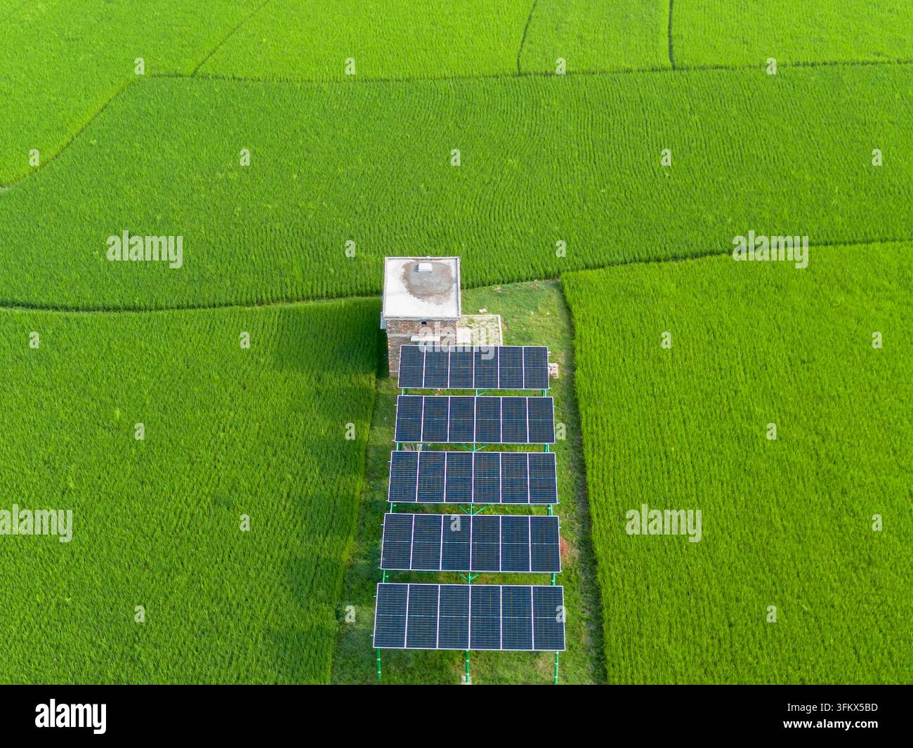 Aerial view of a solar panel array installed in a lush green rice field ...