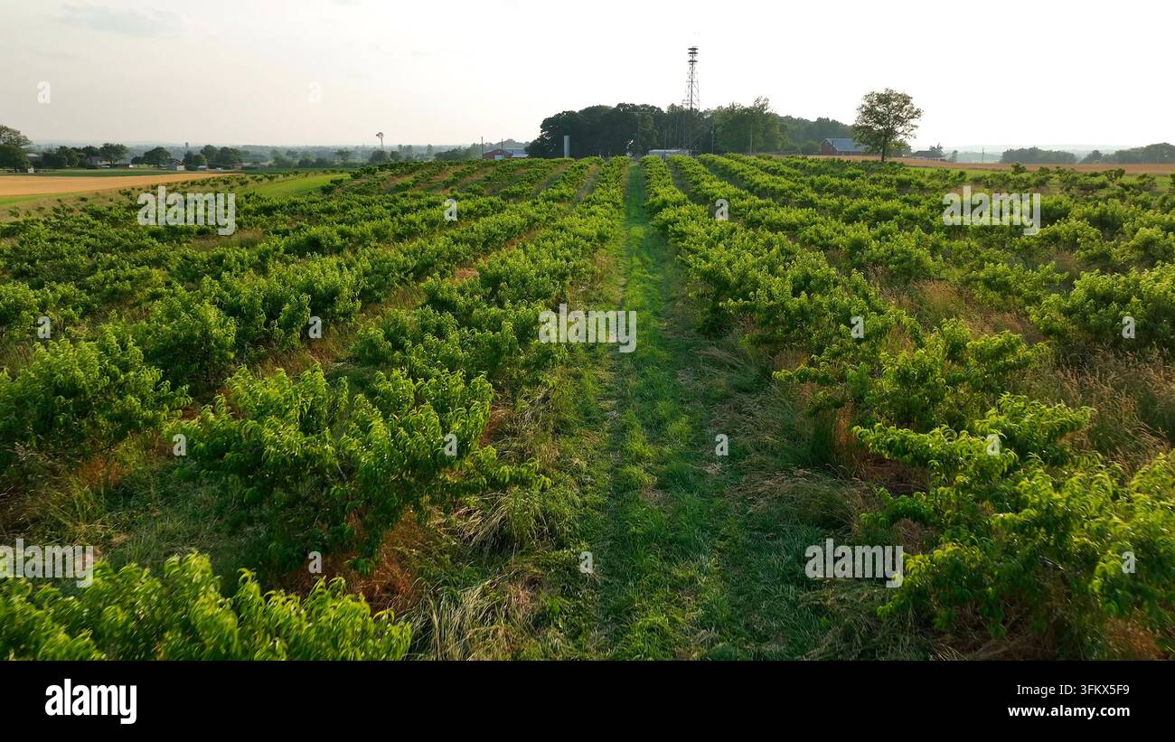 Aerial view of rows of lush green orchard trees and grassy lanes in ...