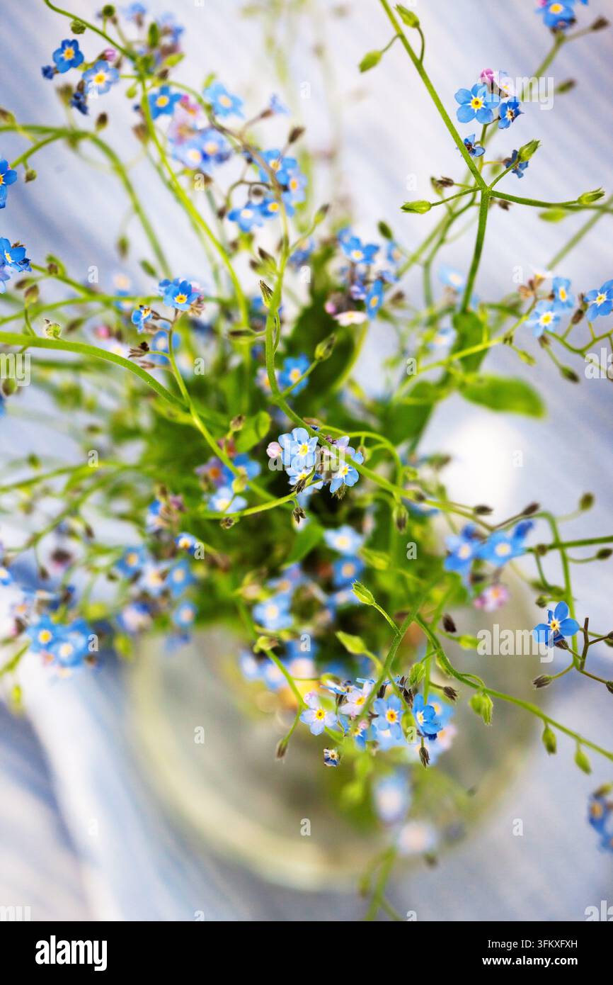 Beautiful fresh forget-me-not flowers in glass vase, top view, soft focus Stock Photo