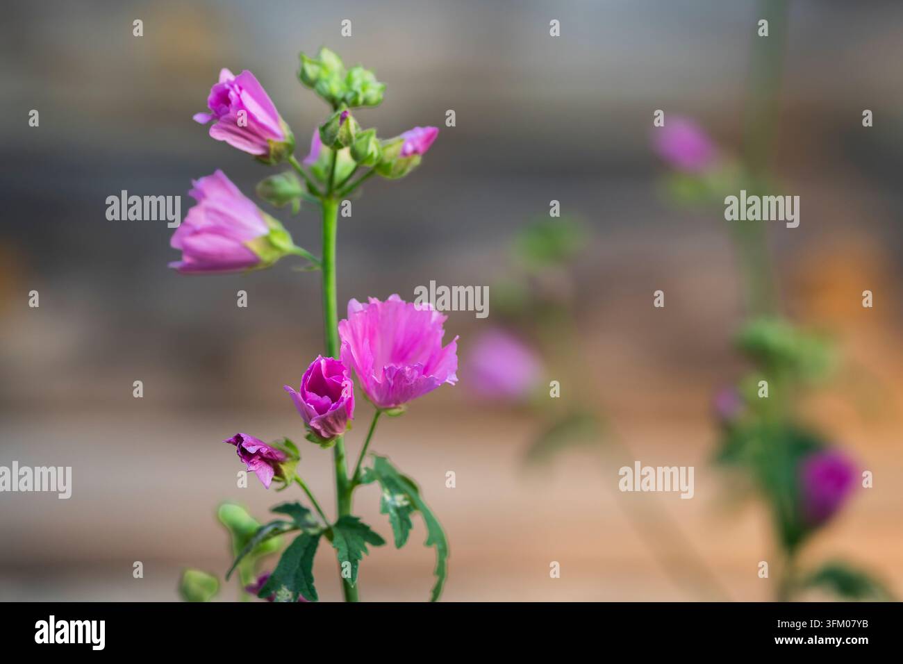 Numerous rounded hi-res stock photography and images - Alamy