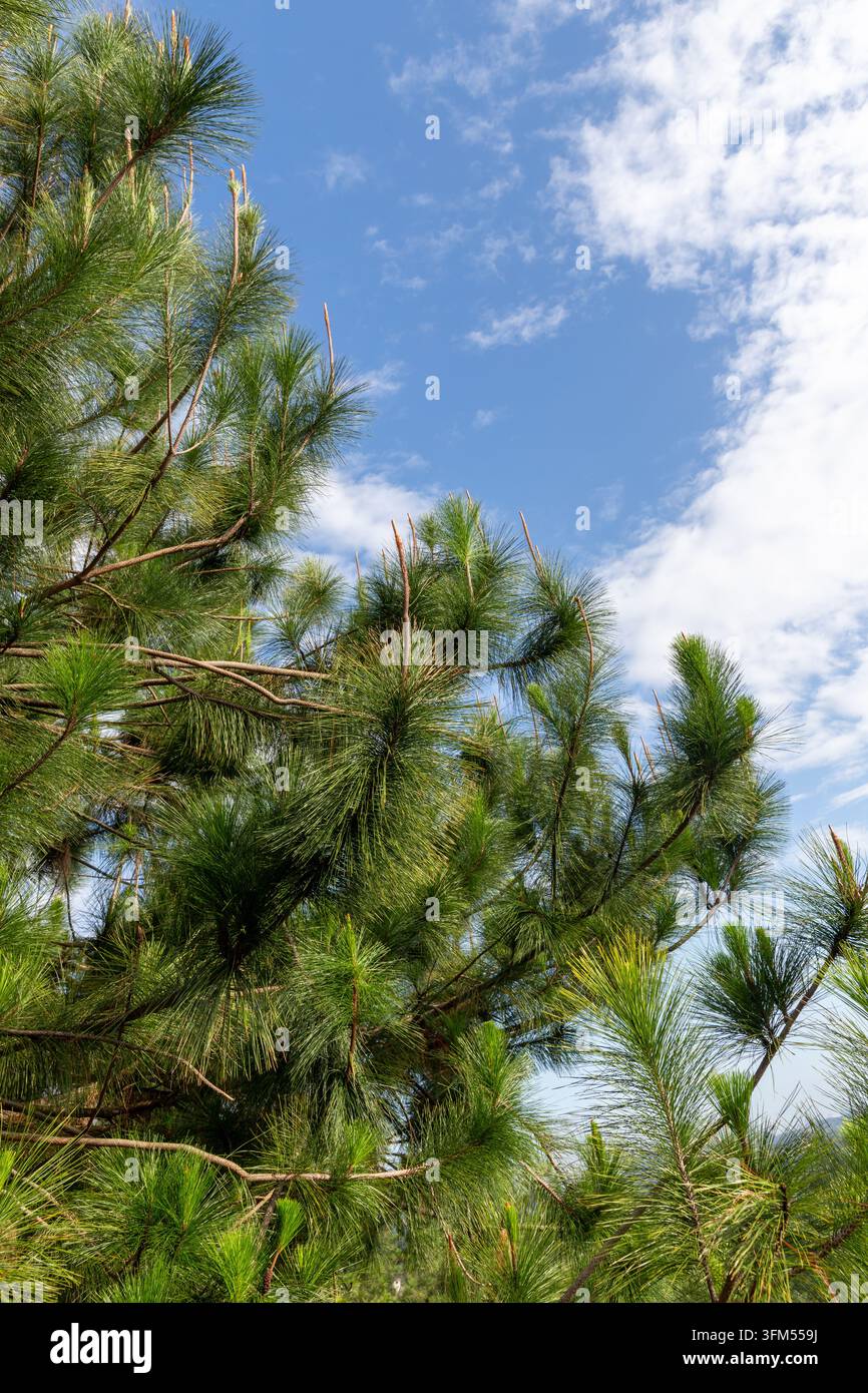 Taman jogging hi-res stock photography and images - Alamy