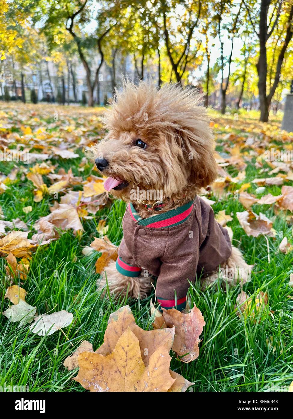 Playful toy poodle looks aside among colorful leaves in autumn park. - Smartphone Captured Stock Image