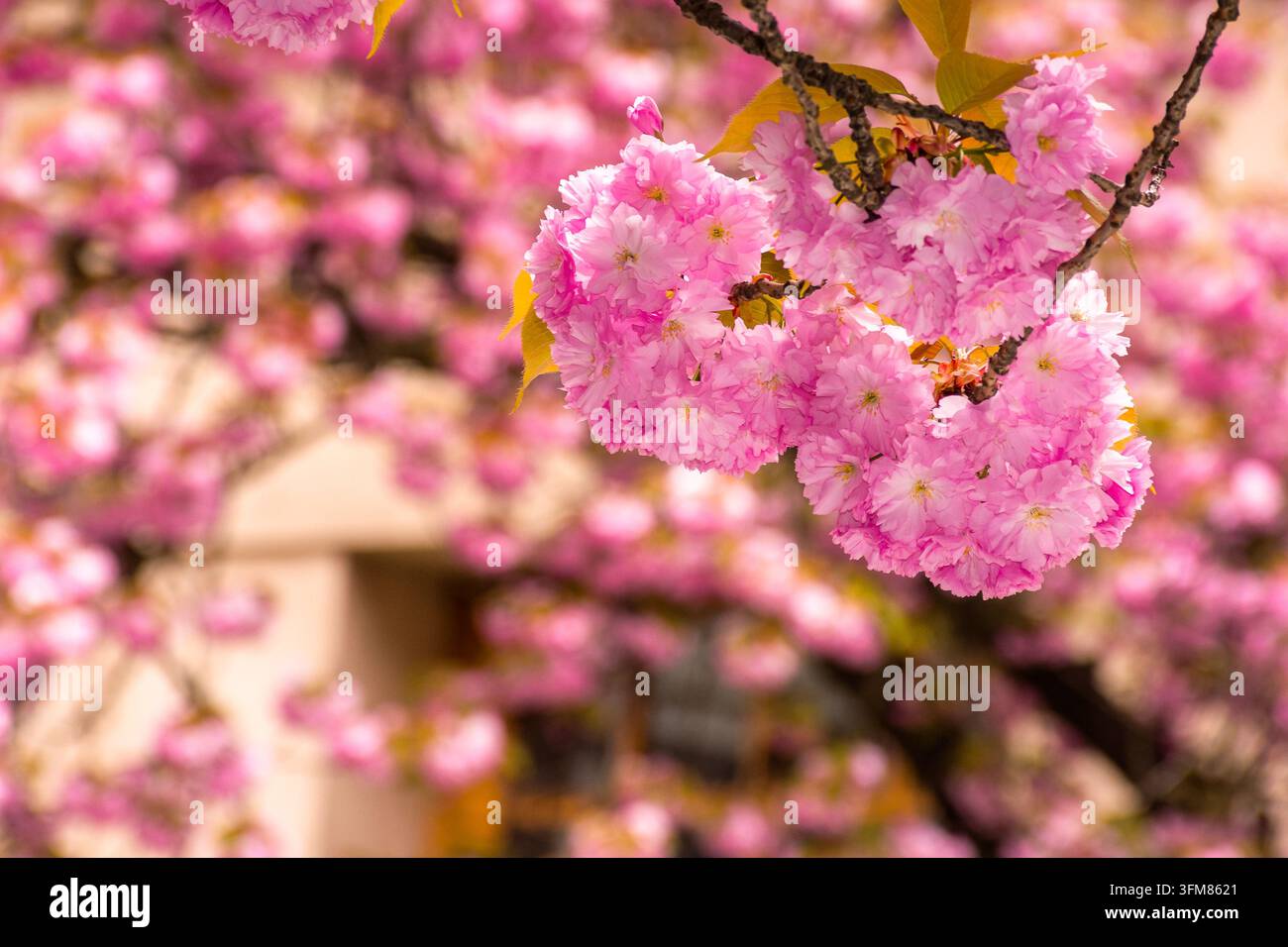 pink sakura blossom in Uzhhorod. fresh nature background on a sunny day. cherry tree in spring Stock Photo