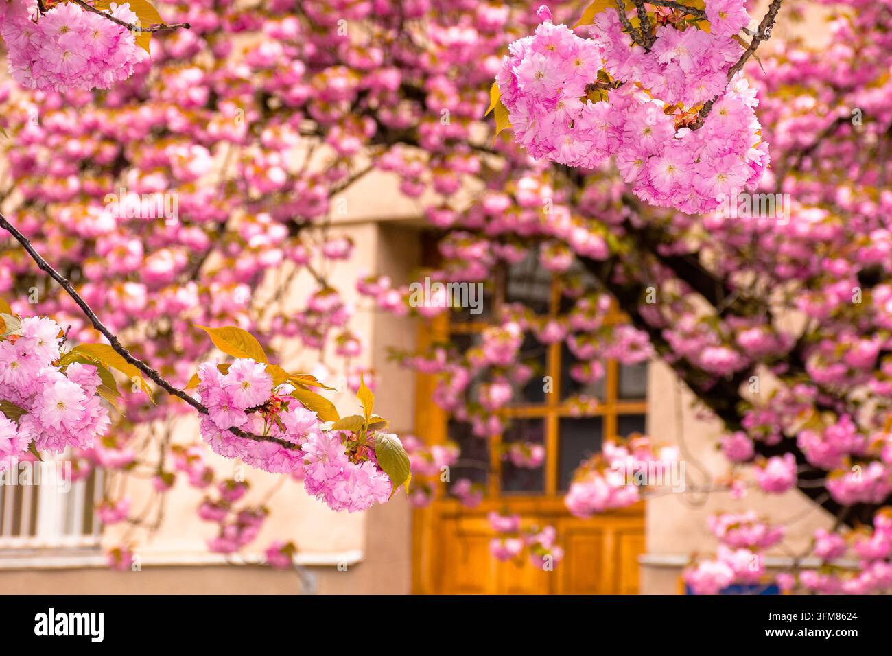 pink sakura blossom in Uzhhorod. fresh nature background on a sunny day. cherry tree in spring Stock Photo