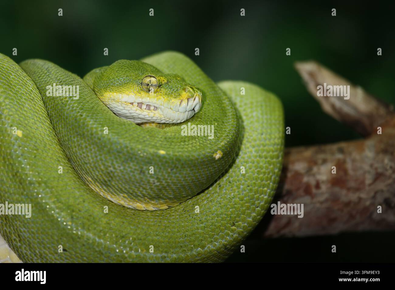 Grüner Baumpython / Green tree python / Morelia viridis Stock Photo