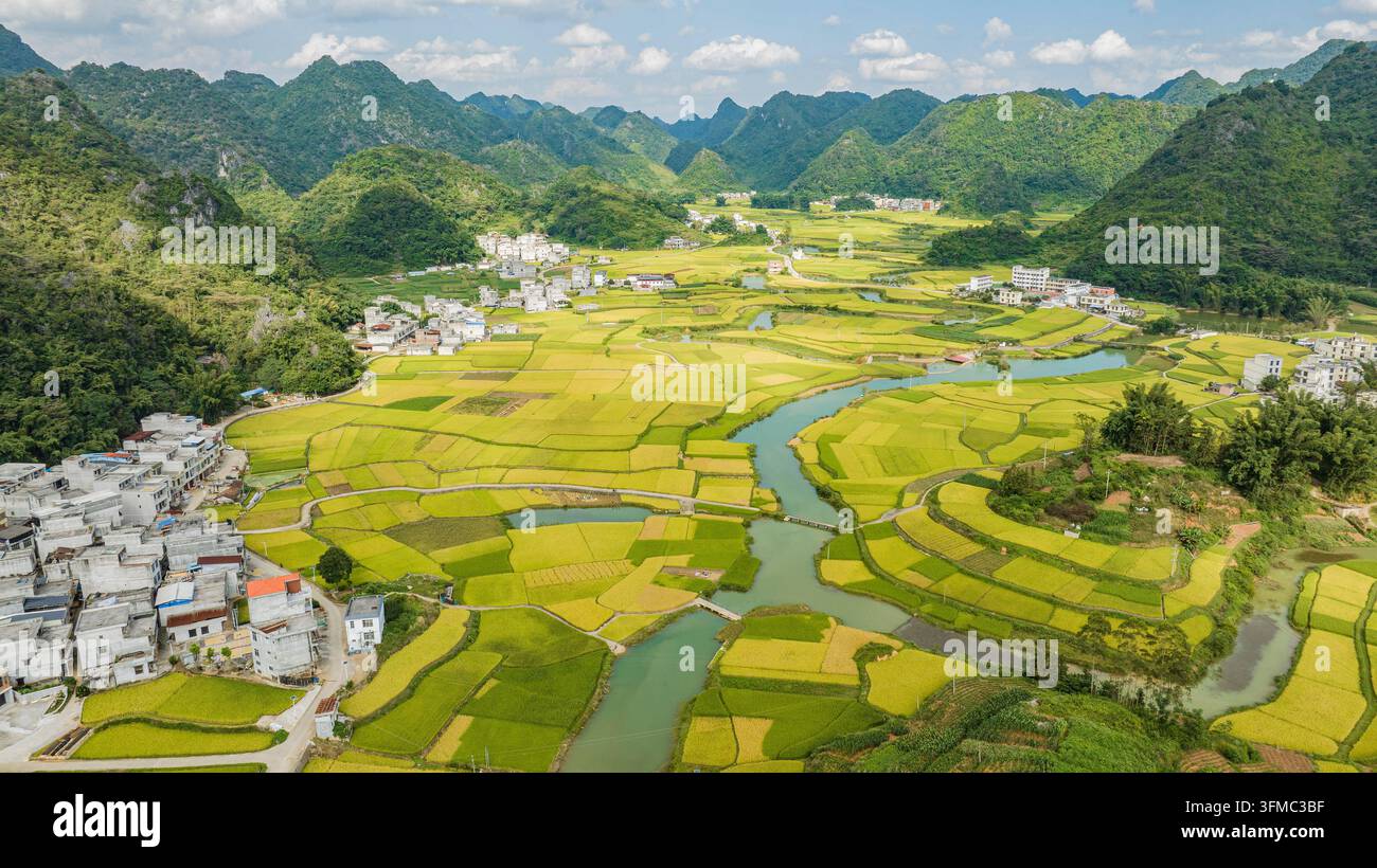 Save River Rice BAISE, CHINA - SEPTEMBER 26, 2026 - The mature rice fields, winding ...