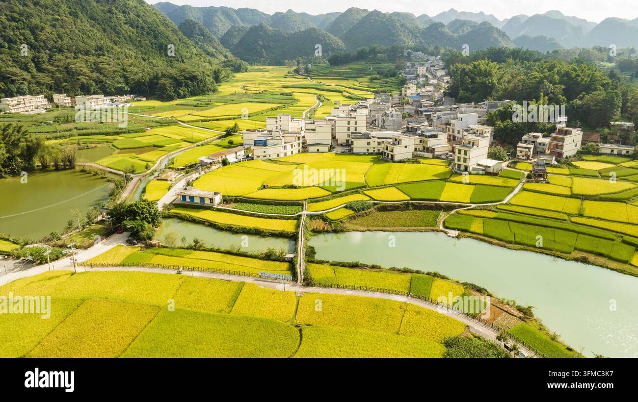Save River Rice BAISE, CHINA - SEPTEMBER 26, 2026 - The mature rice fields, winding ...