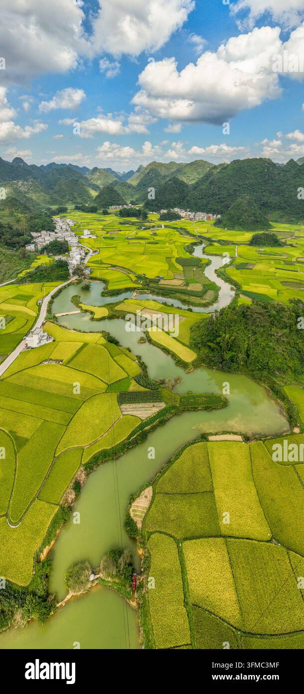 Save River Rice BAISE, CHINA - SEPTEMBER 26, 2026 - The mature rice fields, winding ...