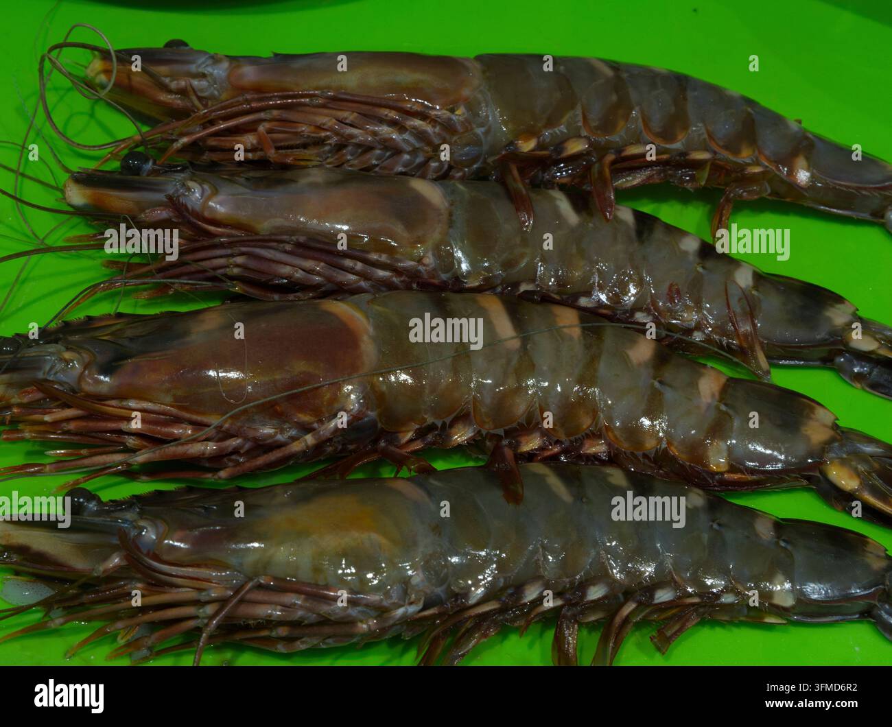 Deep sea Atlantic prawns Stock Photo