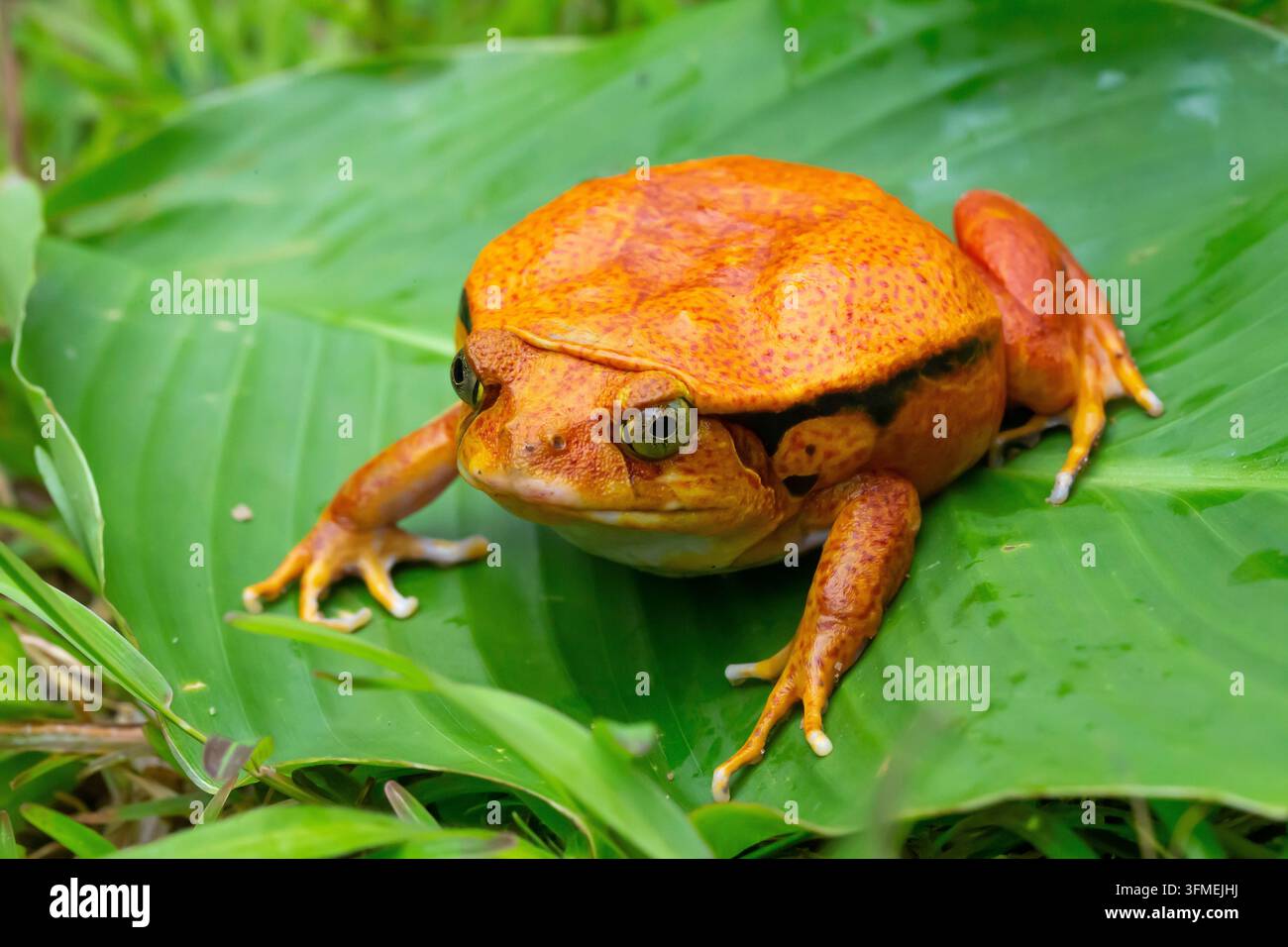 One large orange frog is sitting on a green leaf Stock Photo