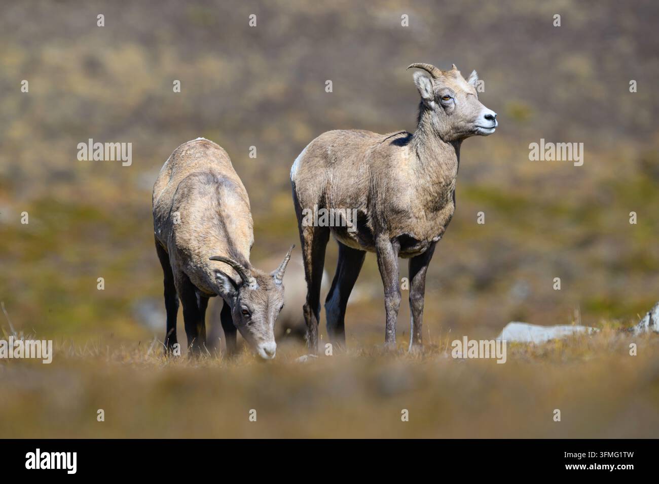 Ewe and lamb Rocky Mountain bighorn sheep at Wilcox Pass in Jasper ...