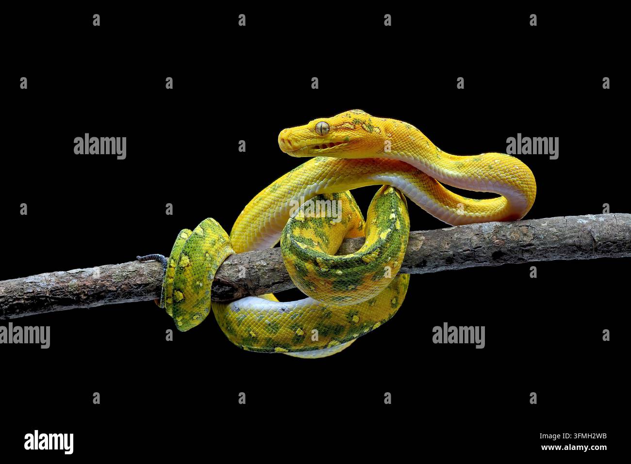 Juvenile Green Tree Python (Morelia viridis) Coiled on Wooden Branch Close Up Stock Photo