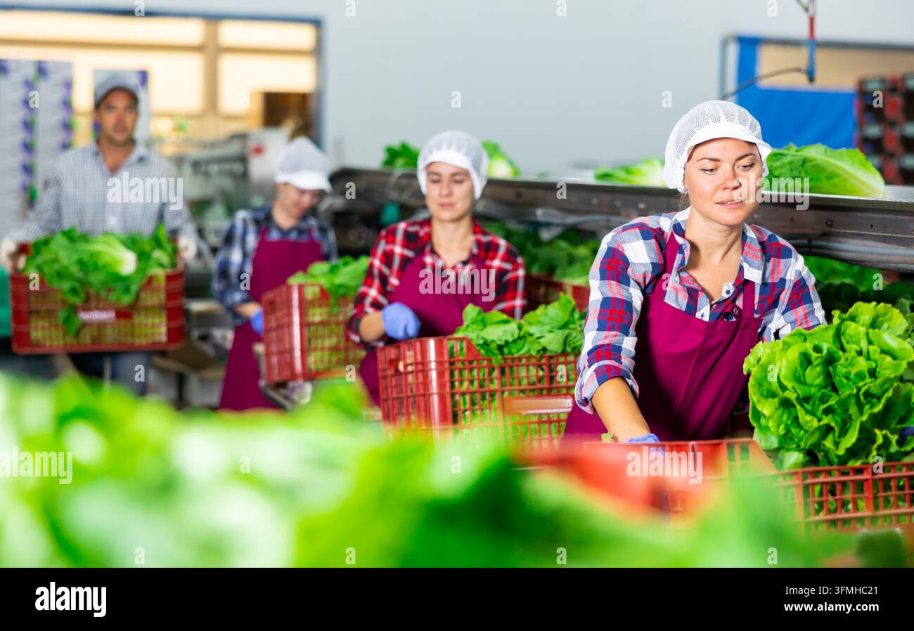 Young woman in apron sorting and stacking fresh green lettuce manually ...