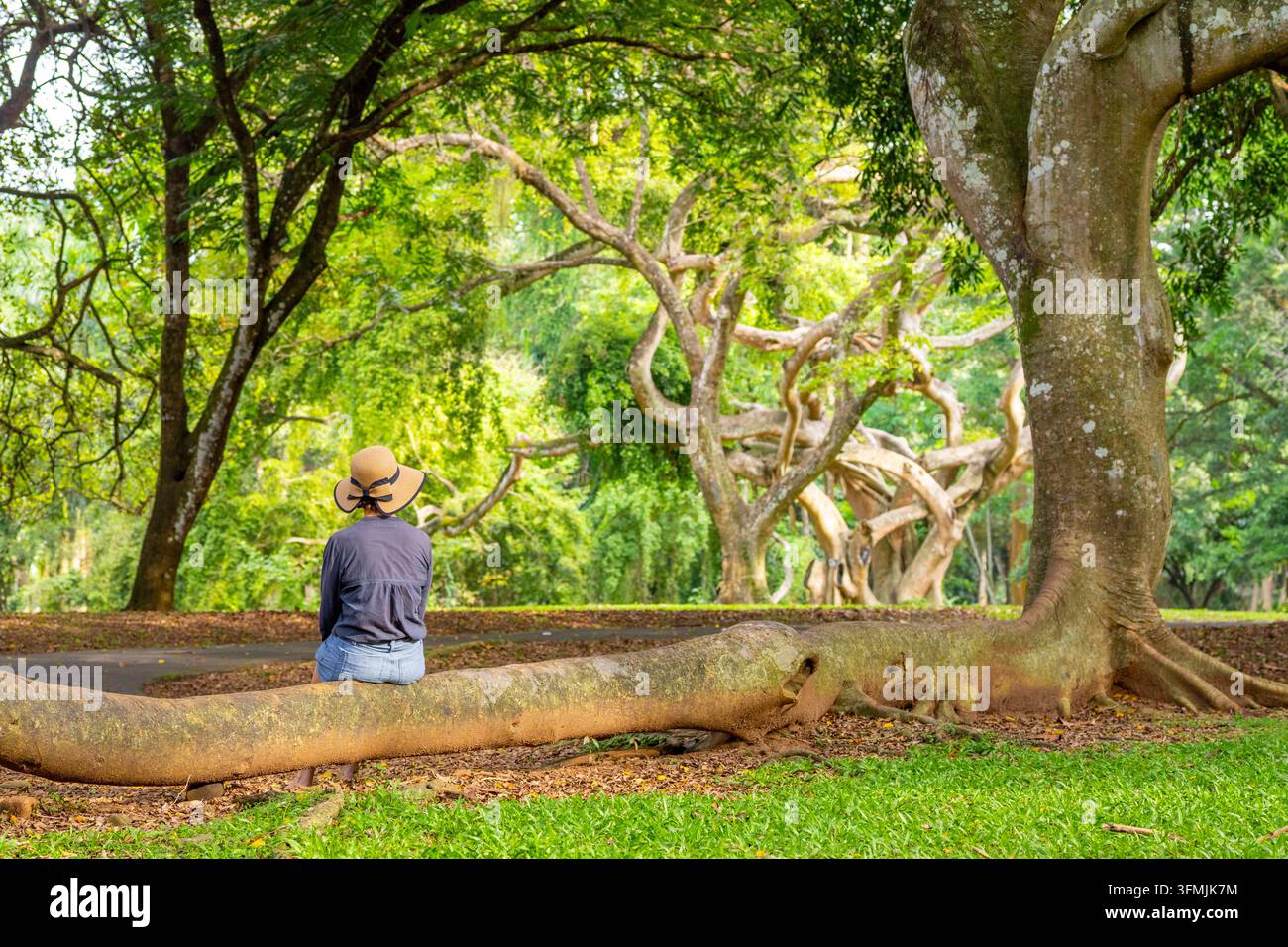 Sri Lanka, Central Province, suburbs of Kandy, Peradeniya, Peradeniya ...
