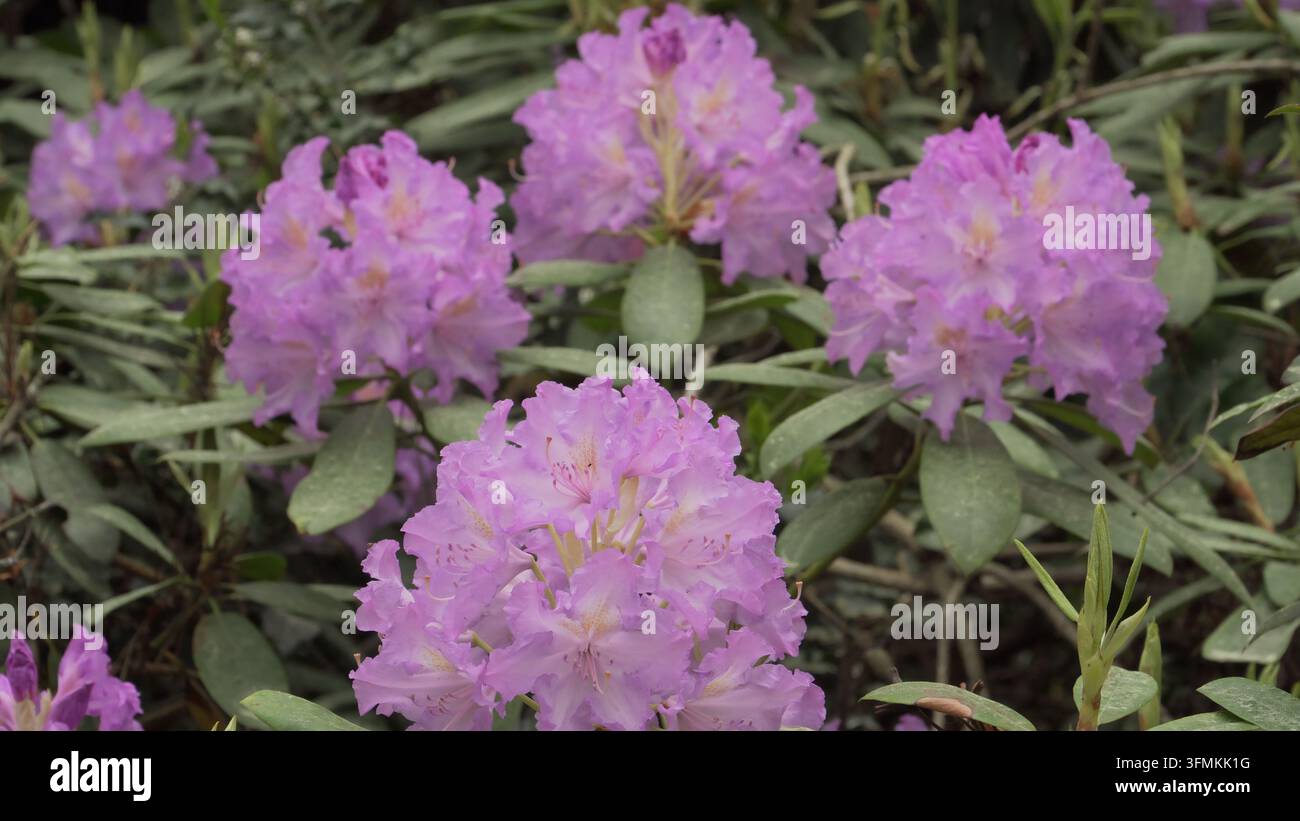 Static close up shot lush hi-res stock photography and images - Alamy
