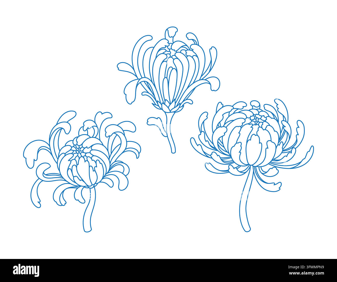 Chinese chrysanthemum flower line art set isolated on white ...