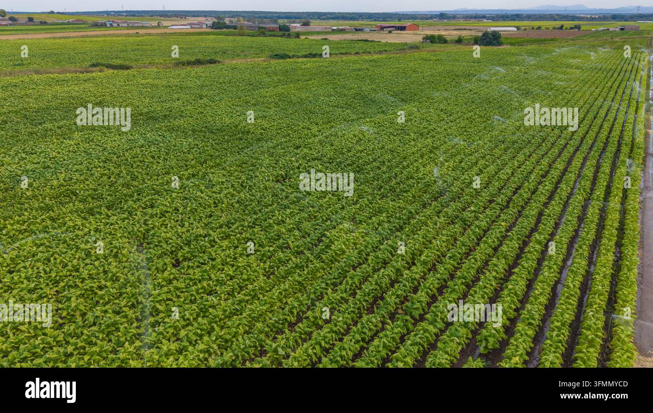 Aerial view of lush green agricultural fields with active irrigation ...